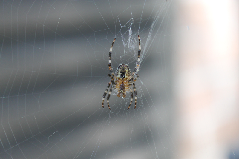 Illustration for article titled As SupremeEvan Stumbles... into a Spider's Web!